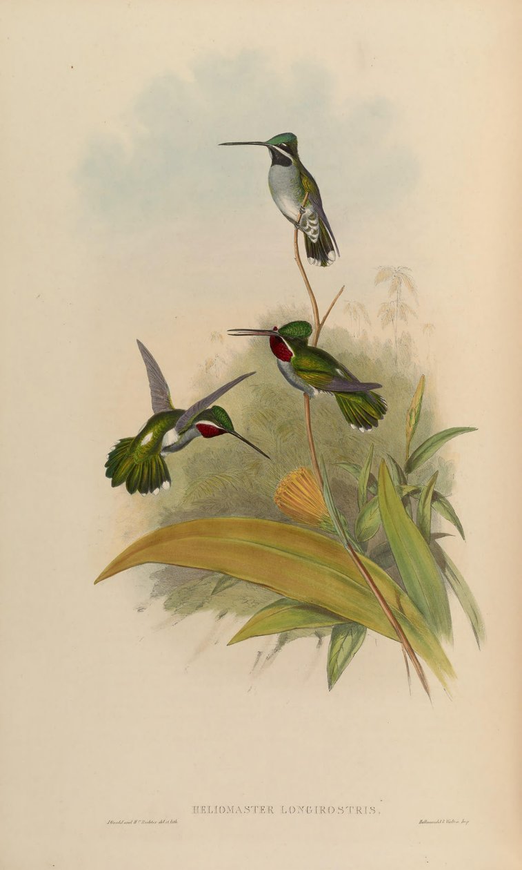 Heliomaster longirostris tekijältä John Gould