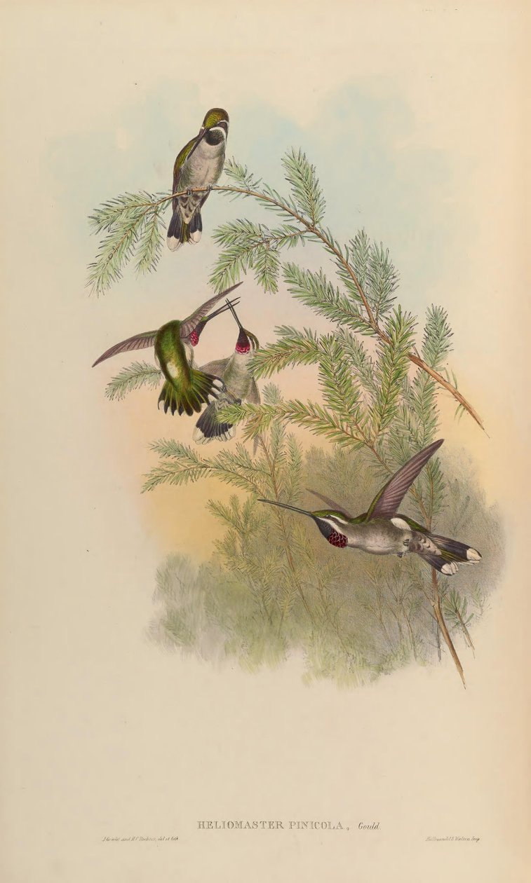 Heliomaster pinicola = Heliomaster constantii tekijältä John Gould