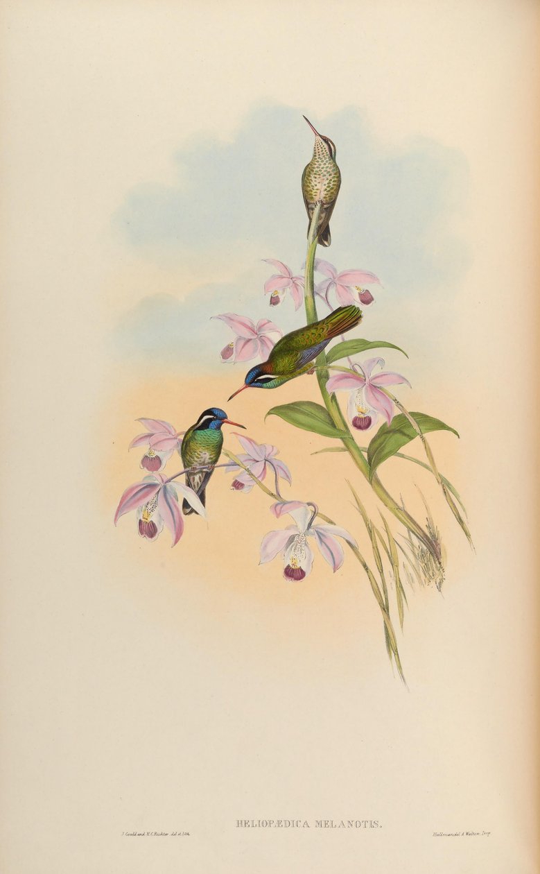 Heliopaedica melanotis = Basilinna leucotis tekijältä John Gould