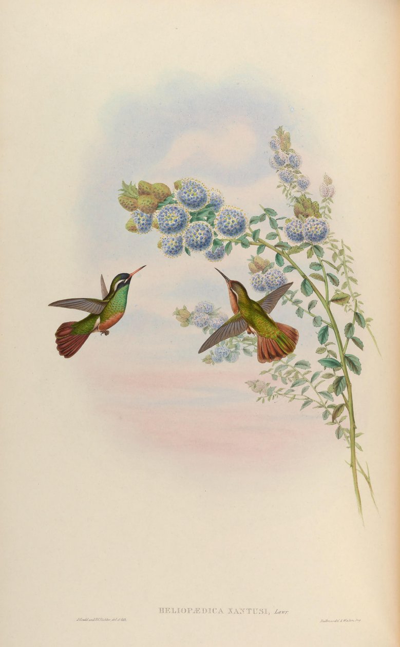 Heliopaedica xantusi = Basilinna xantusii tekijältä John Gould