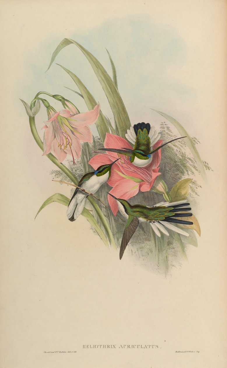 Heliothryx auriculata = Heliothryx aurita auriculata tekijältä John Gould