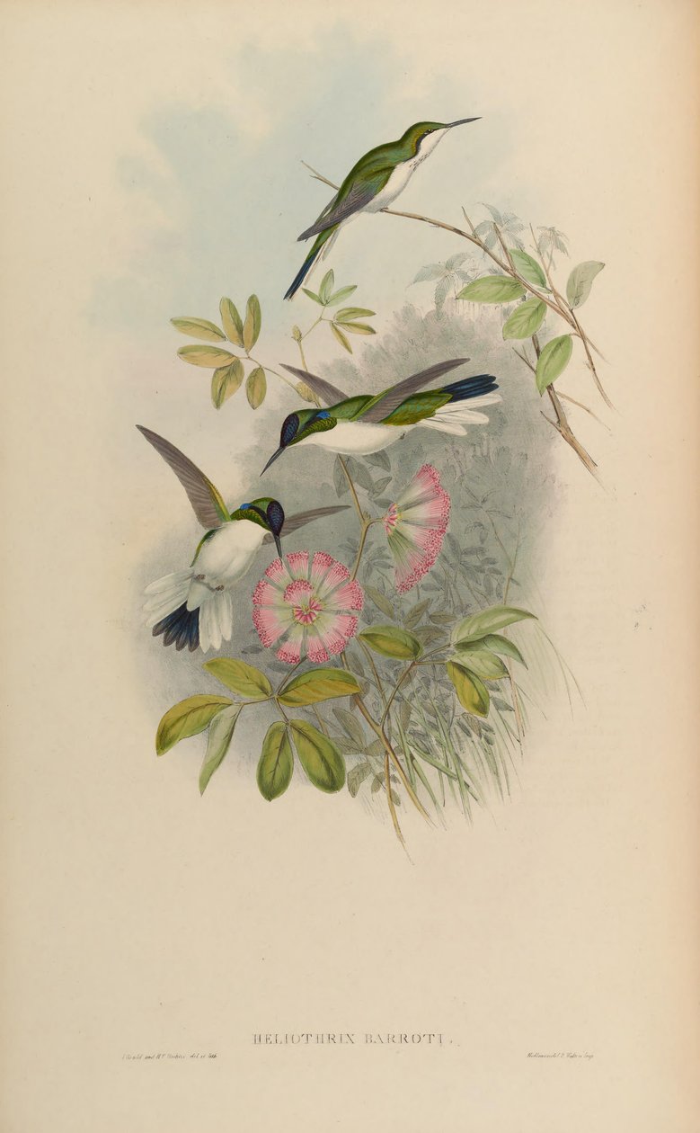 Heliothryx barroti tekijältä John Gould