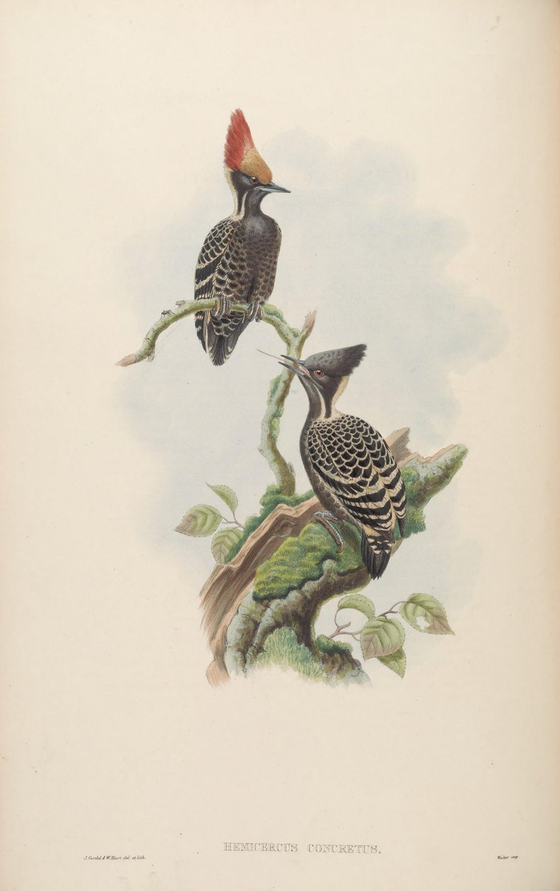 Hemicercus concretus = Hemicircus concretus [2] tekijältä John Gould