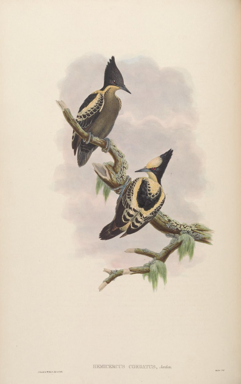 Hemicercus cordatus = Hemicircus canente [2] tekijältä John Gould