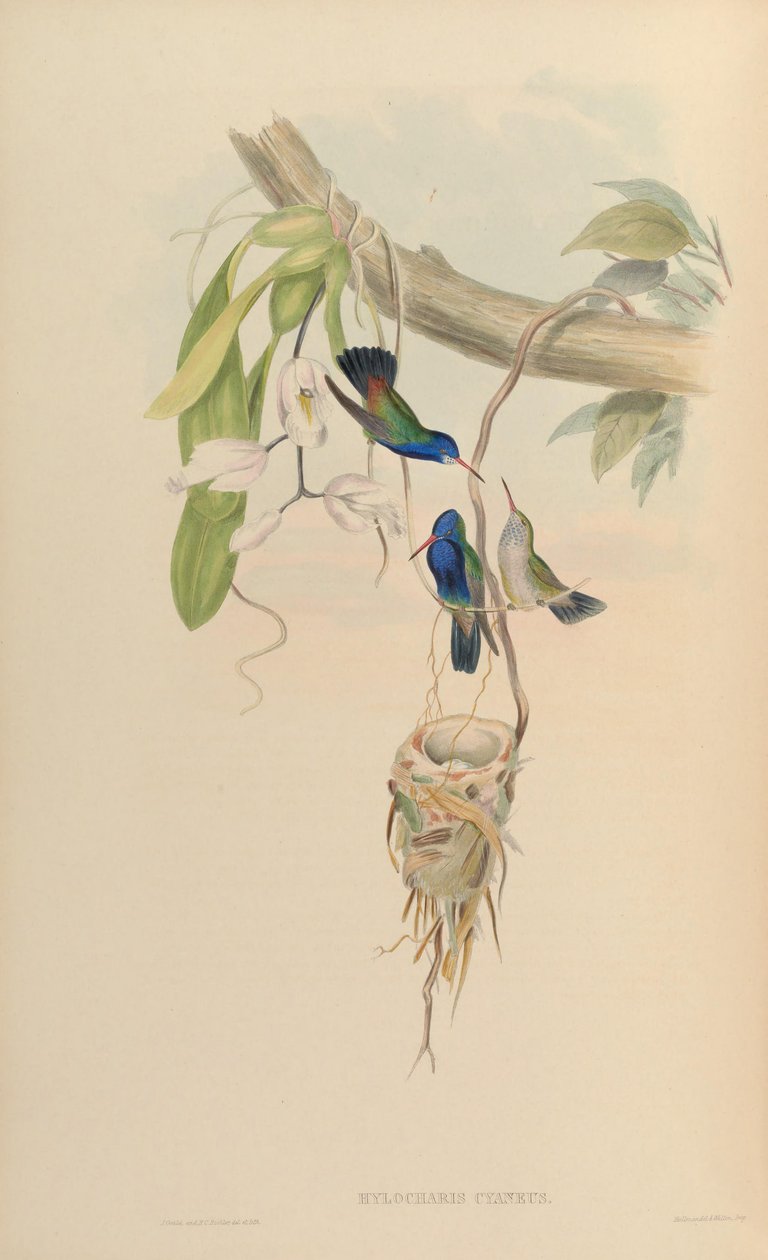 Hylocharis cyaneus tekijältä John Gould