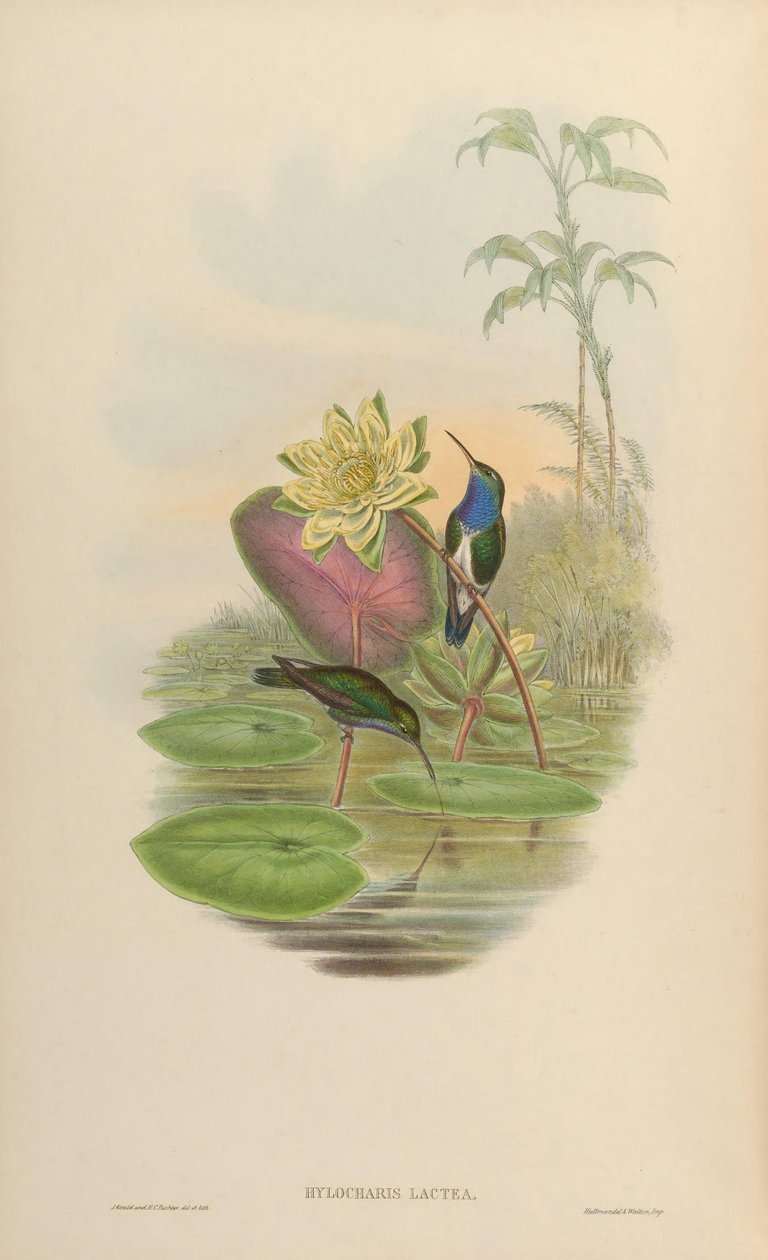 Hylocharis lactea = Amazilia lactea tekijältä John Gould