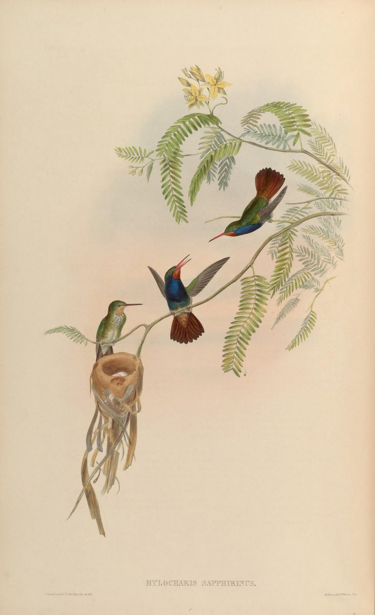 Hylocharis sapphirina tekijältä John Gould