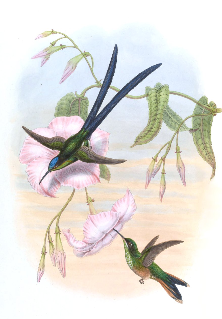 Hylonympha macrocerca tekijältä John Gould