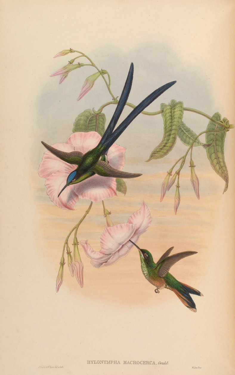 Hylonympha macrocerca tekijältä John Gould