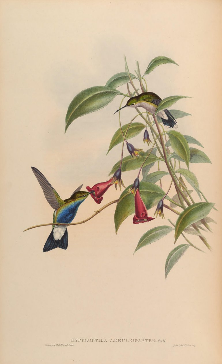Hypuroptila caeruleigaster = Chalybura buffonii caeruleogaster tekijältä John Gould