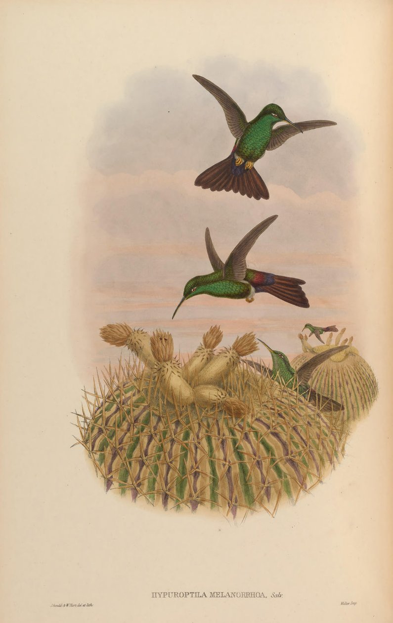 Hypuroptila melanorrhoa = Chalybura urochrysia tekijältä John Gould