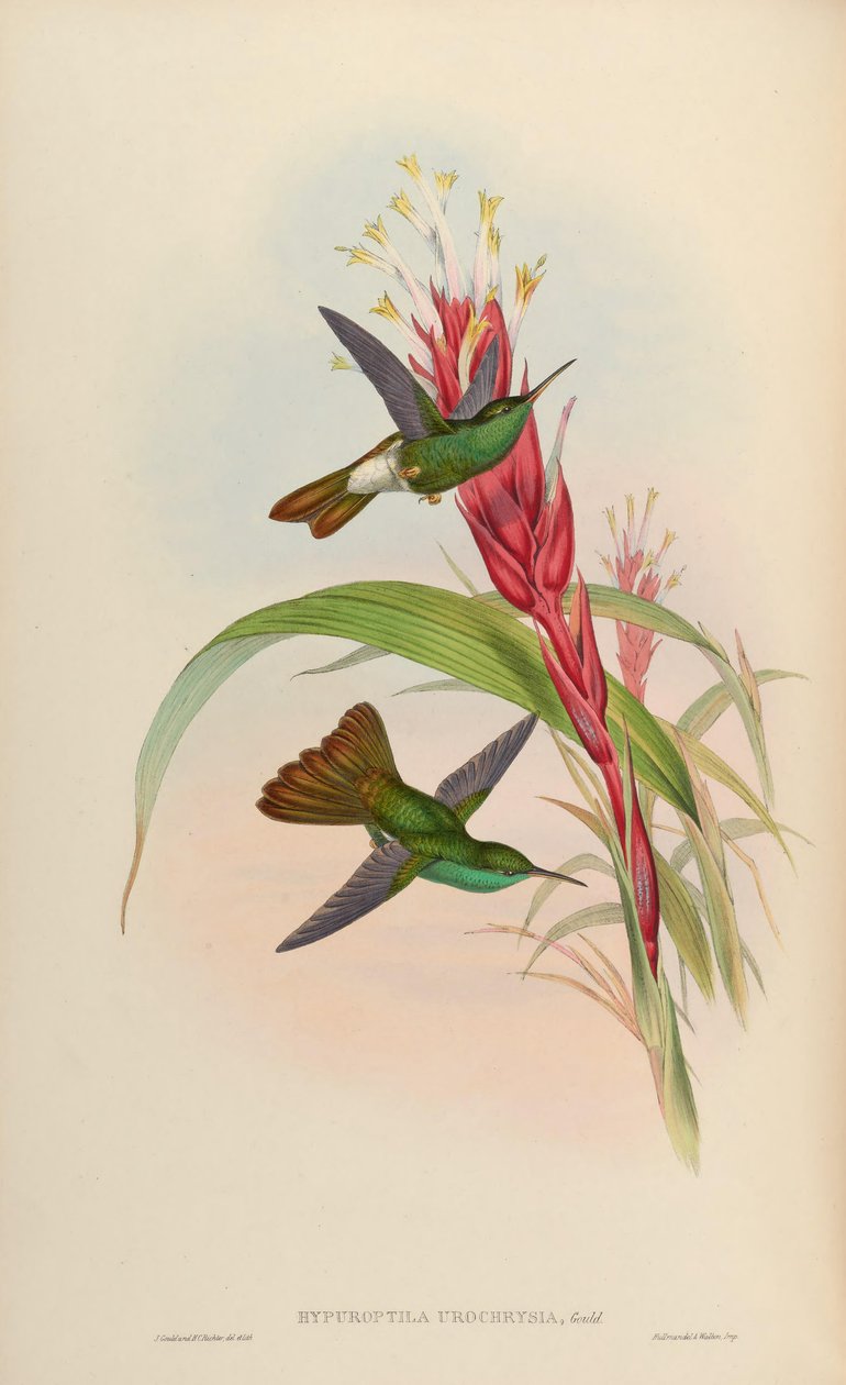 Hypuroptila urochrysia = Chalybura urochrysia tekijältä John Gould