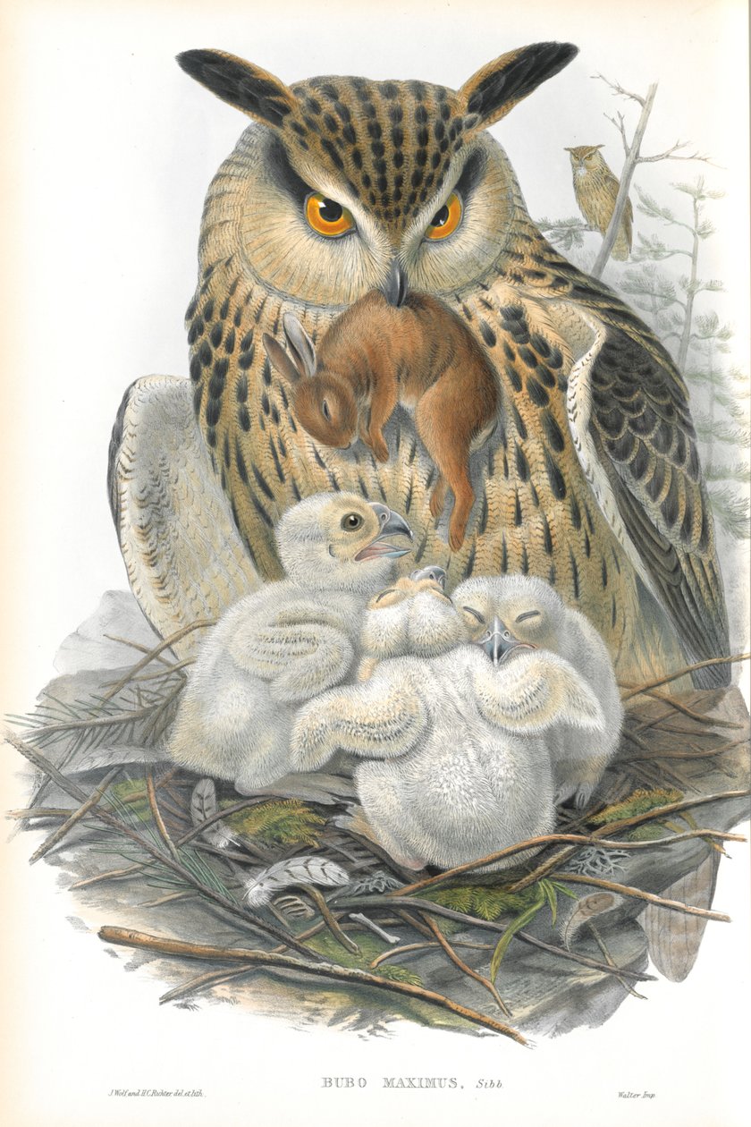 Kuva Bubo Maximusista (Kotkapöllö) tekijältä John Gould