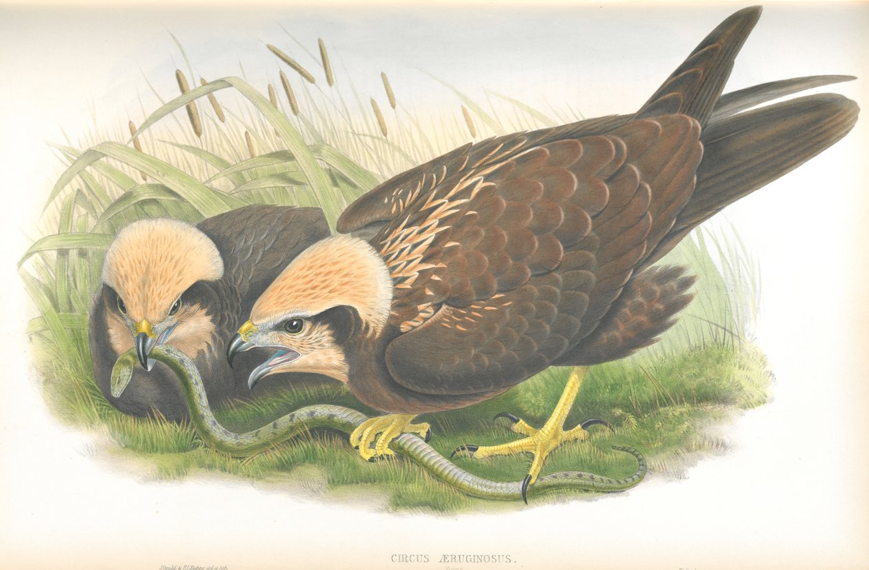 Illustration of Circus Aeruginosus (Marsh-Harrier), John Gouldin piirros, The Birds of Great Britain julkaistu tekijältä John Gould