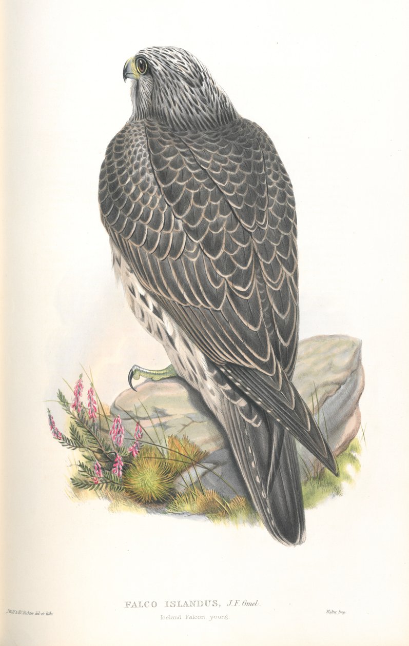 Kuva Falco Islanduksesta tekijältä John Gould
