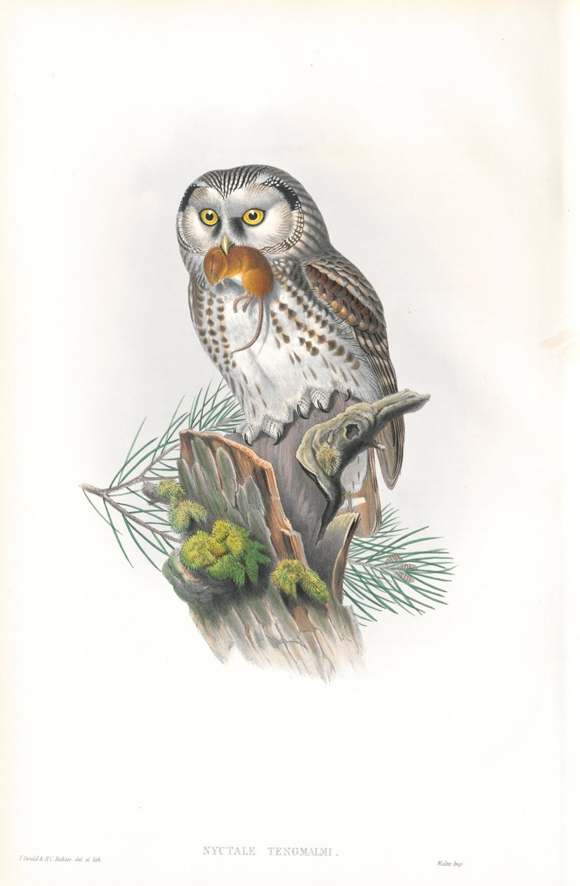 Kuva Nyctale Tengmalmista (Tengmalmin pöllö) tekijältä John Gould