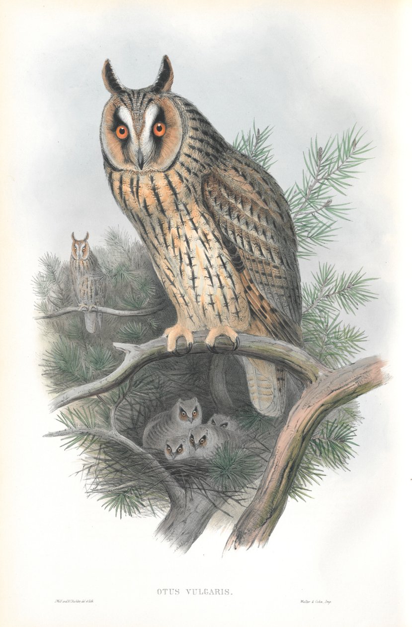 Kuva Otis Vulgarisista (pitkäkorvainen pöllö) tekijältä John Gould