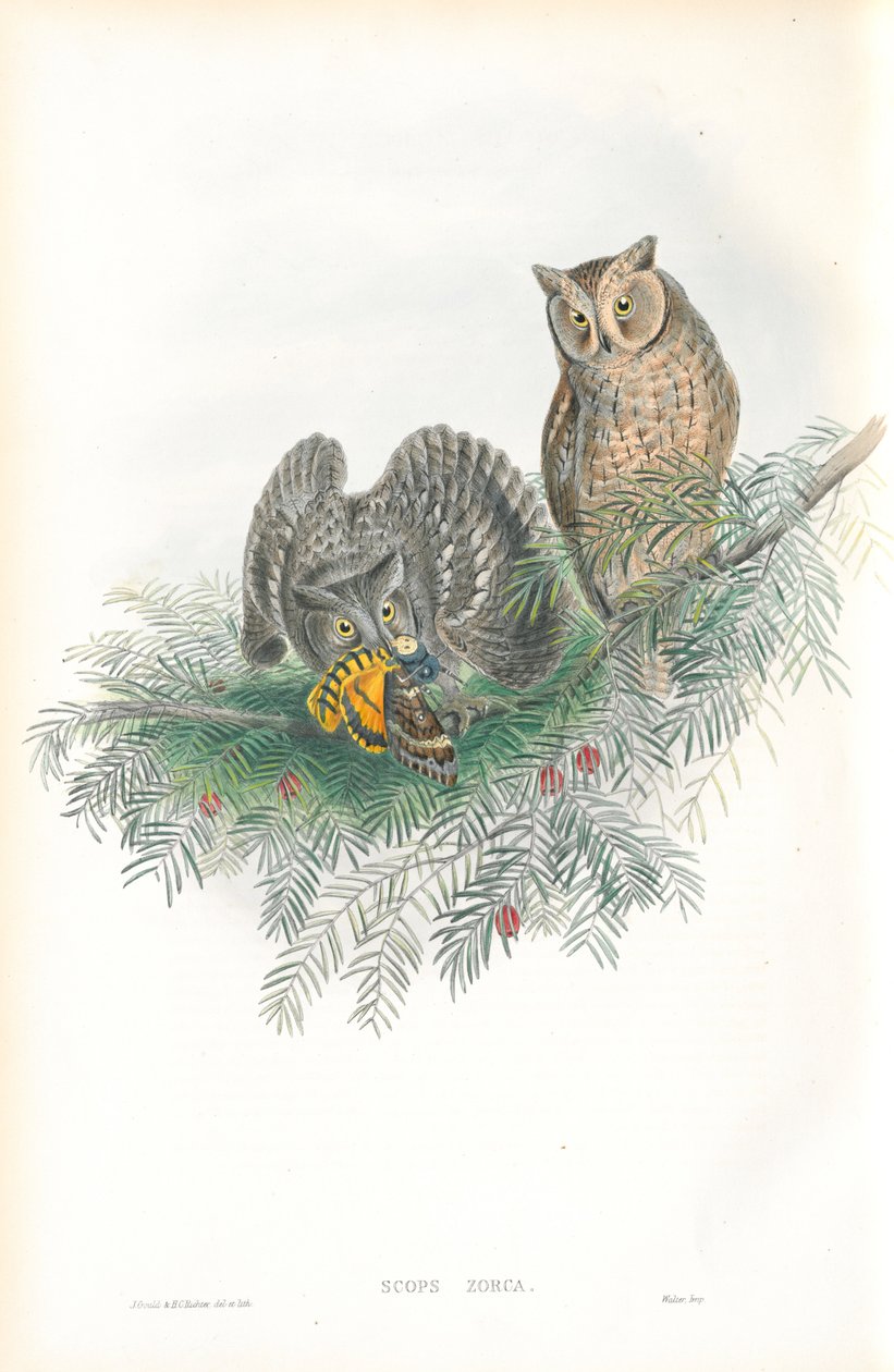 Kuva Scops Zorcasta (Scops Eared Owl) tekijältä John Gould