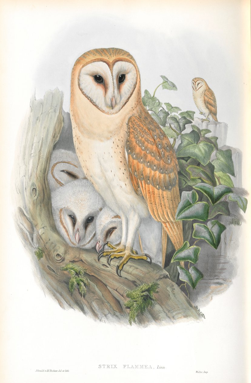 Kuva Strix Flammeasta (Barn-Owl) tekijältä John Gould