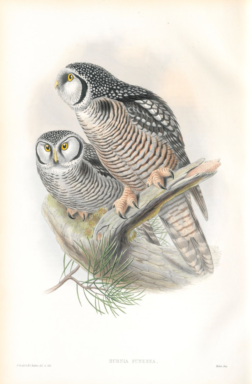 Kuva Surnia Funereasta (Hawk Owl) tekijältä John Gould