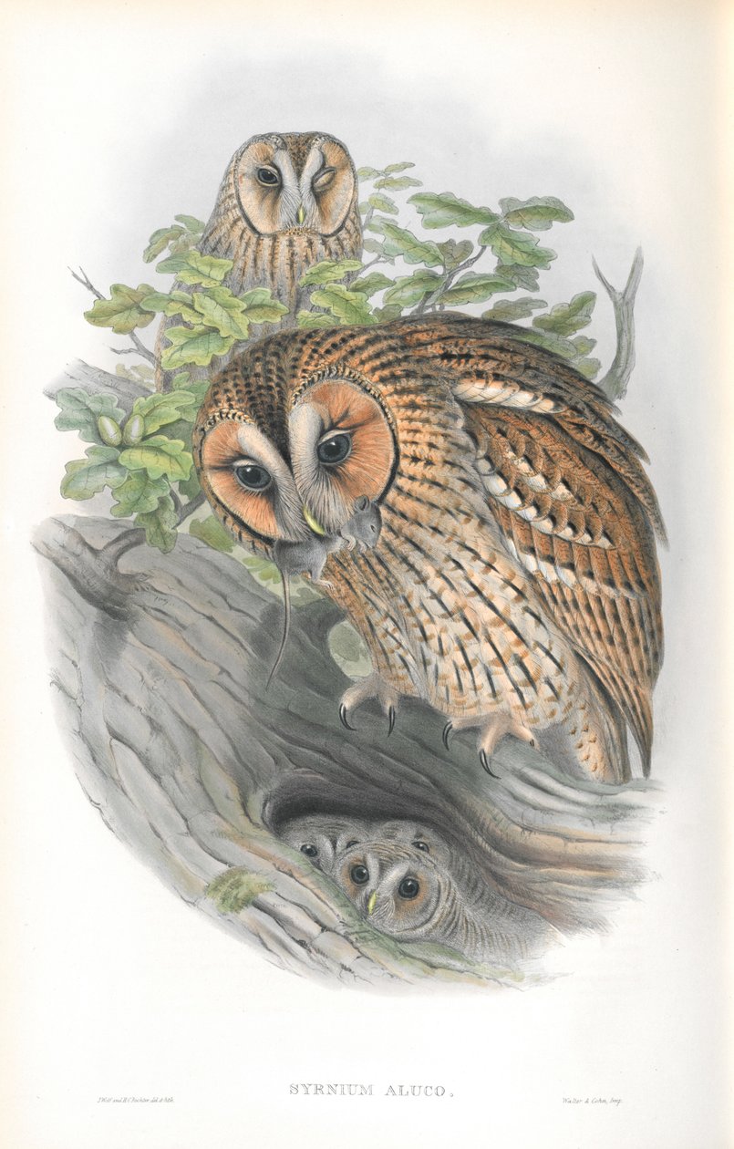 Kuva Syrnium Alucosta tekijältä John Gould