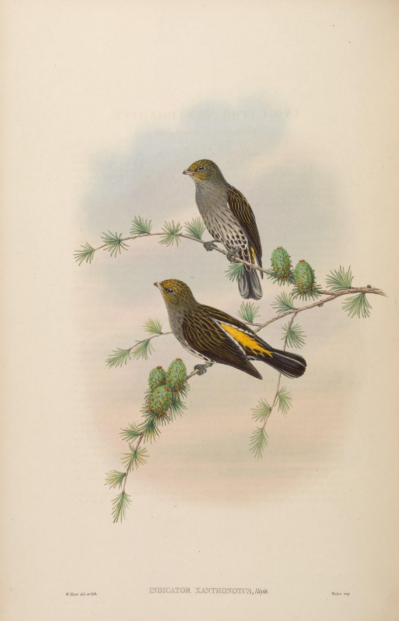 Indikaattori xanthonotus tekijältä John Gould