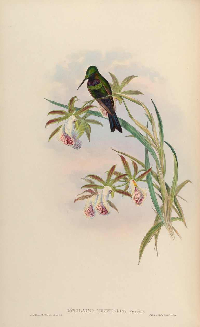 Ionolaima frontalis = Heliodoxa schreibersii tekijältä John Gould
