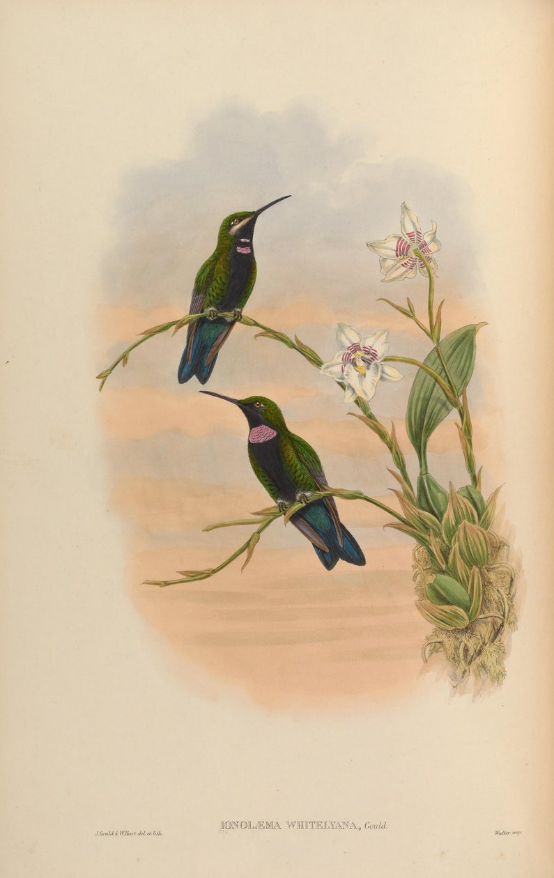 Ionolæma whitelyana = Heliodoxa schreibersii whitelyana tekijältä John Gould