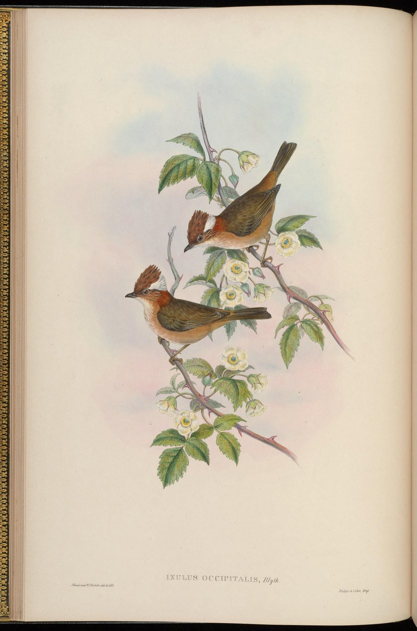 Ixulus occipitalis = Yuhina bakeri tekijältä John Gould