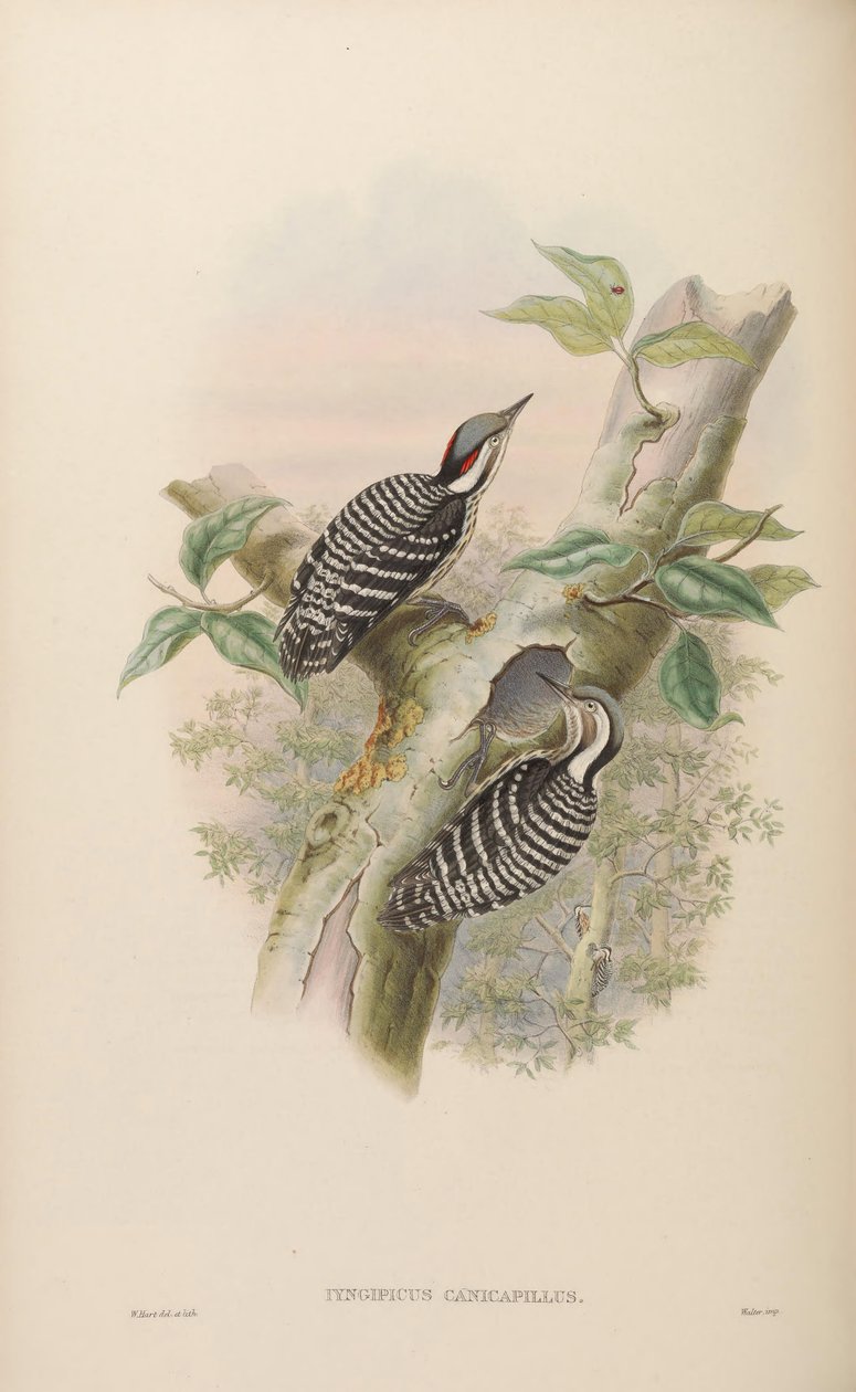 Iyngipicus canicapillus = Dendrocopos canicapillus [2] tekijältä John Gould
