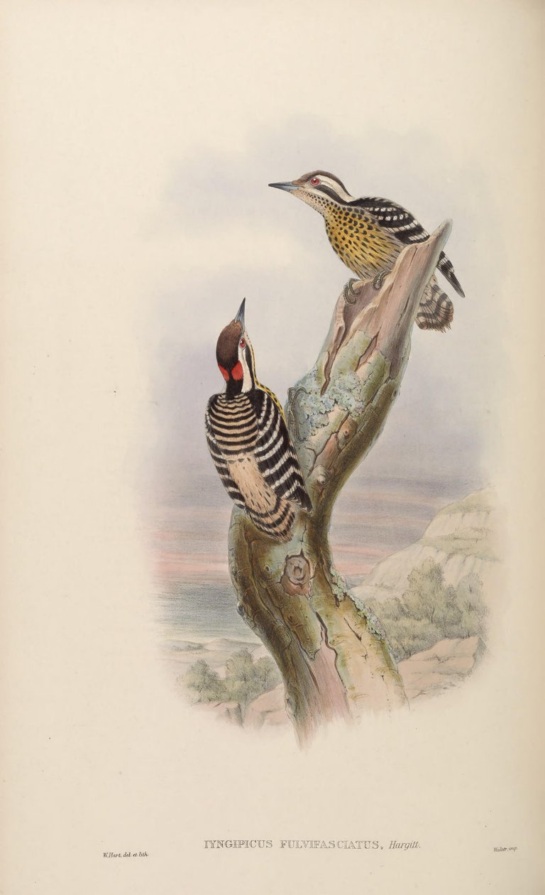 Iyngipicus fulvifasciatus = Dendrocopos maculatus fulvifasciatus tekijältä John Gould