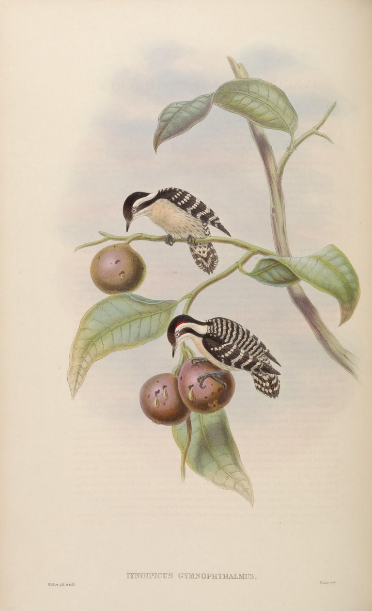 Iyngipicus gymnophthalmus tekijältä John Gould