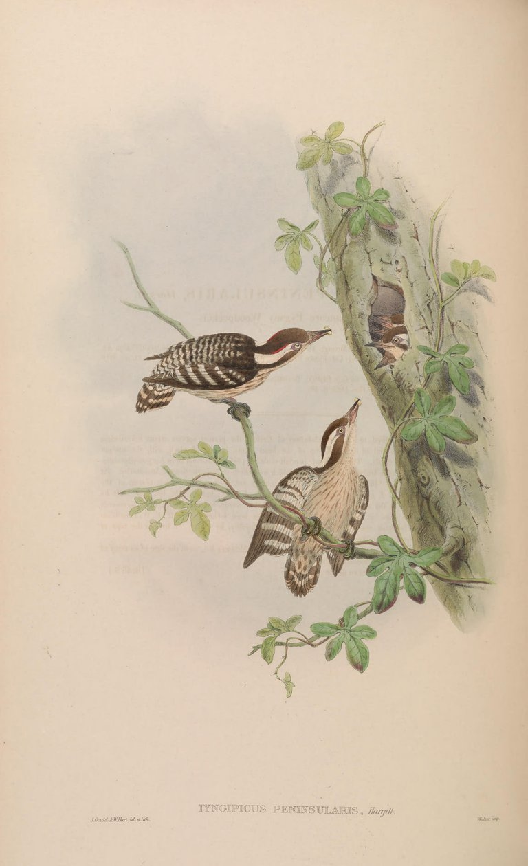 Iyngipicus gymnophthalmus peninsularis = Dendrocopos nanus gymnopthalmus [2] [3] tekijältä John Gould