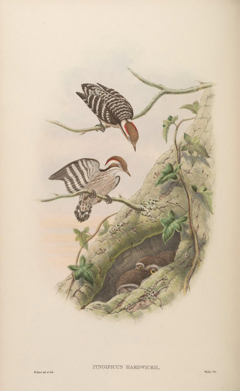 Iyngipicus hardwickii = Dendrocopos moluccensis hardwickii tekijältä John Gould