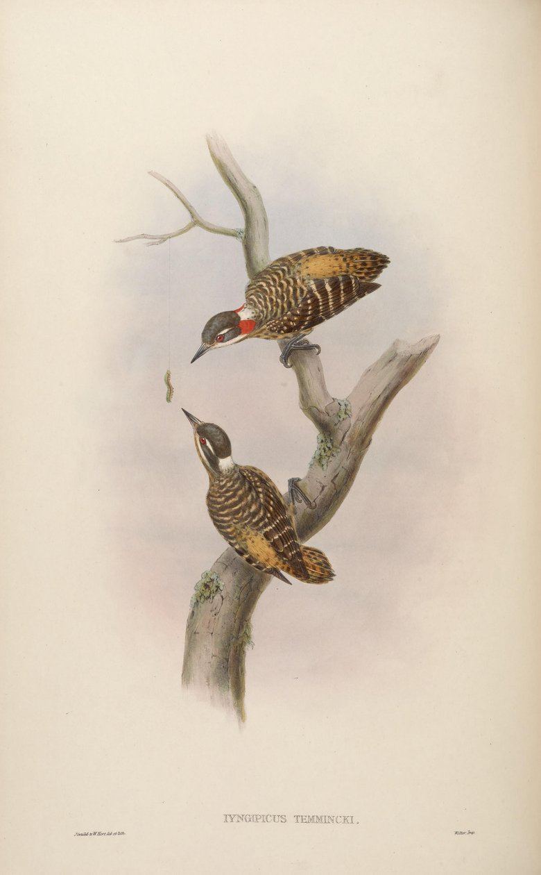 Iyngipicus temmincki = Dendrocopos temminckii [2] tekijältä John Gould