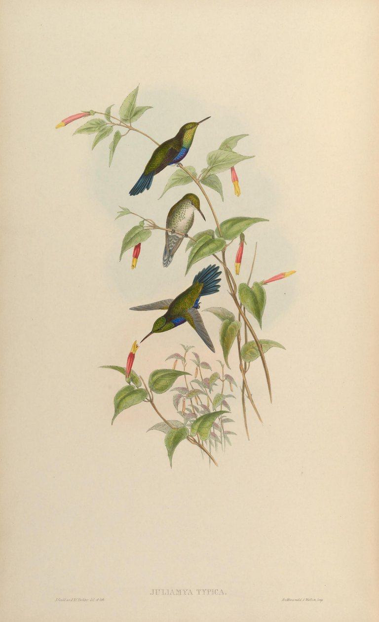 Juliamyia typica = Damophila juliae tekijältä John Gould