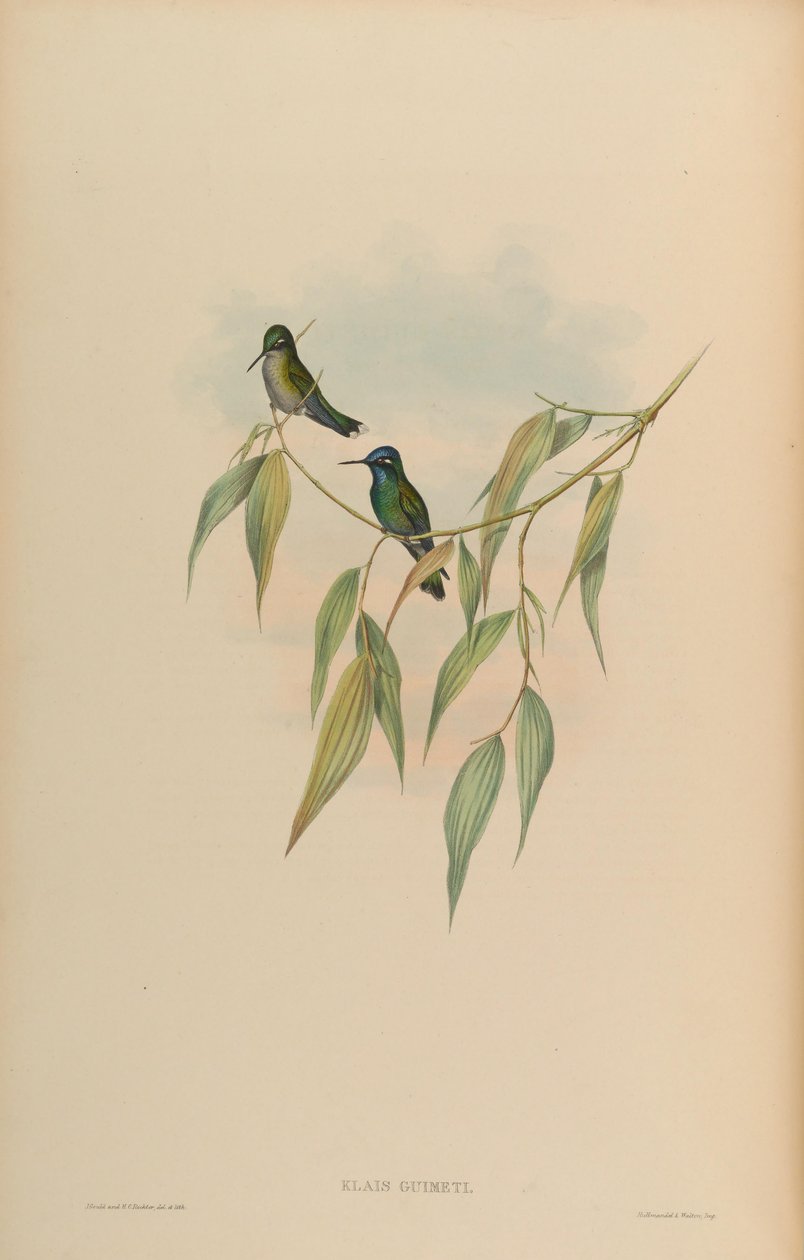 Klaus guimeti tekijältä John Gould