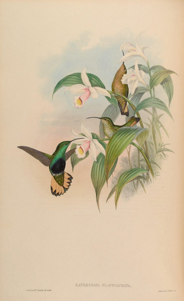 Lafresnaya flavicaudata = Lafresnaya lafresnayi flavicaudata tekijältä John Gould