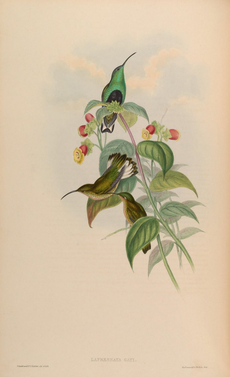 Lafresnaya gayi = Lafresnaya lafresnayi tekijältä John Gould