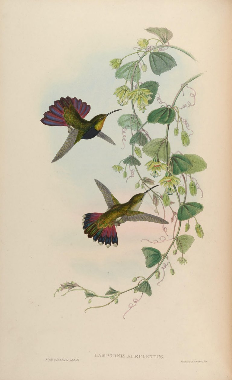 Lampornis aurulentus = Anthracothorax dominicus aurulentus tekijältä John Gould