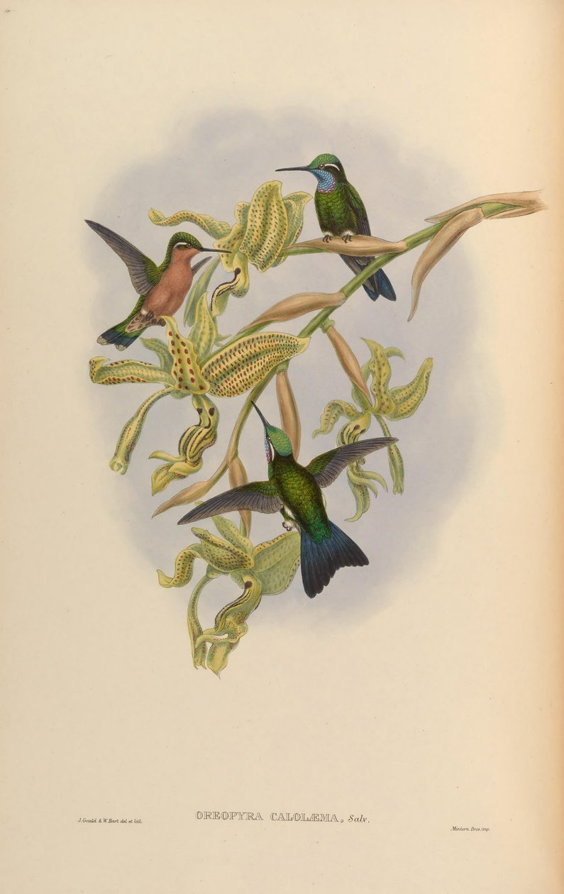 Lampornis calolaemus tekijältä John Gould