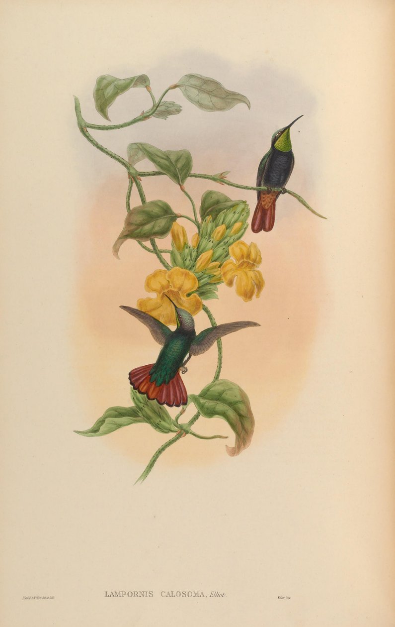 Lampornis calosoma tekijältä John Gould