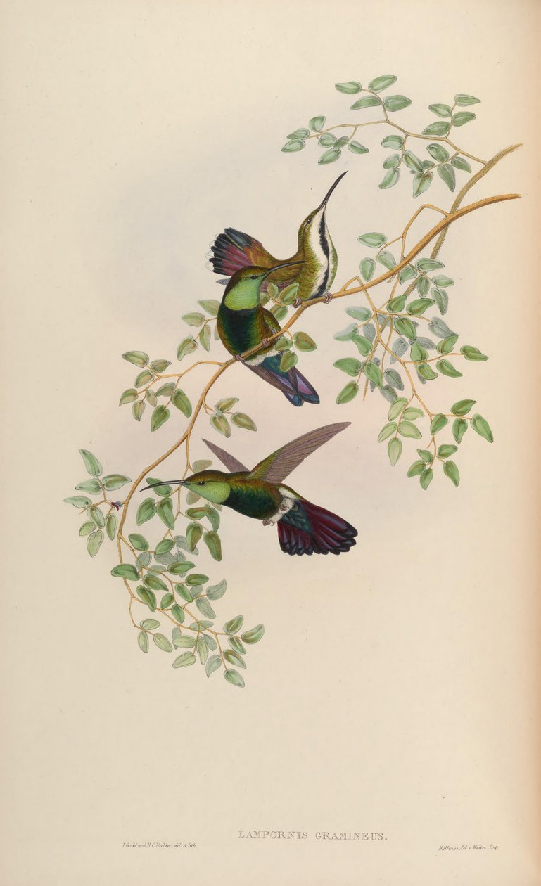 Lampornis gramineus = Anthracothorax viridigula graminea tekijältä John Gould
