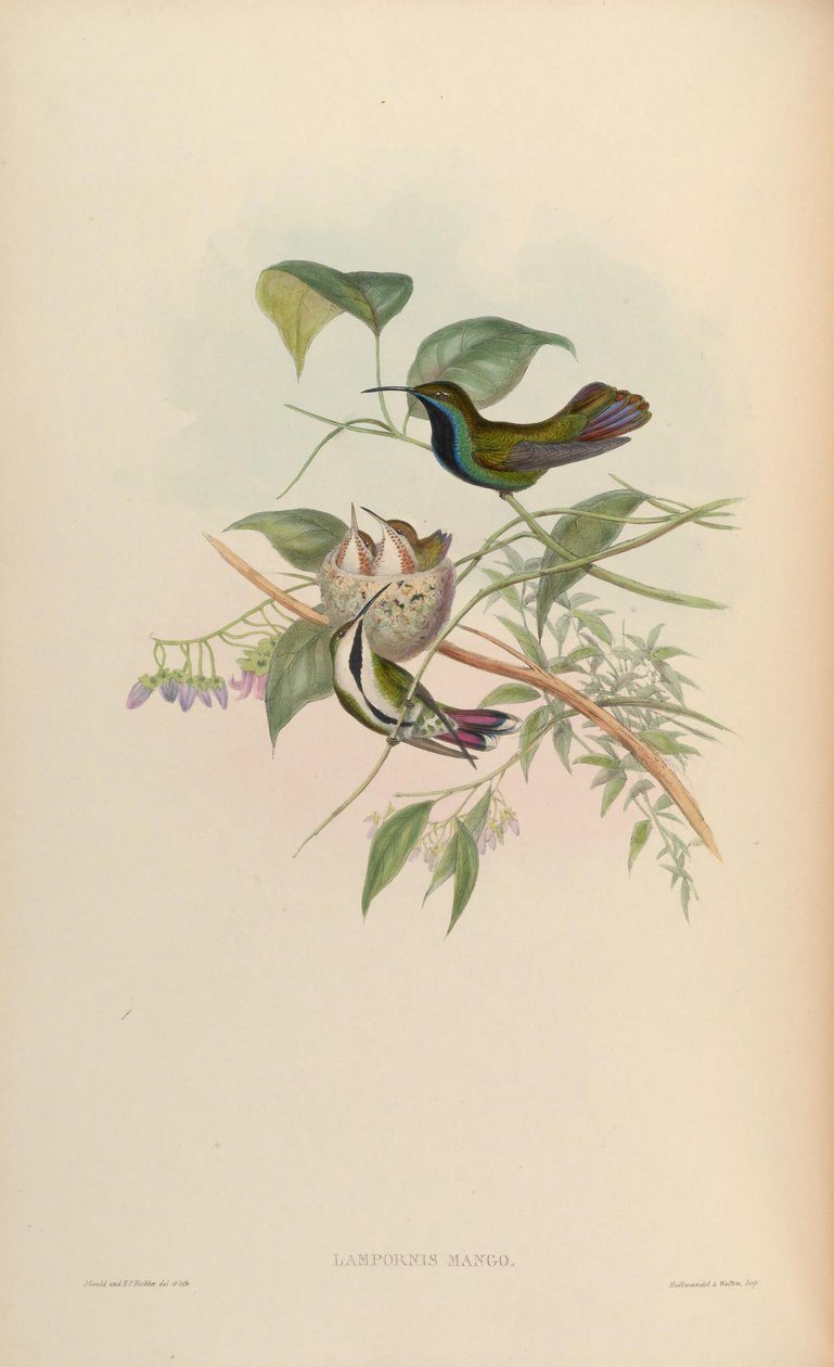 Lampornis mango = Anthracothorax nigricollis nigricollis tekijältä John Gould