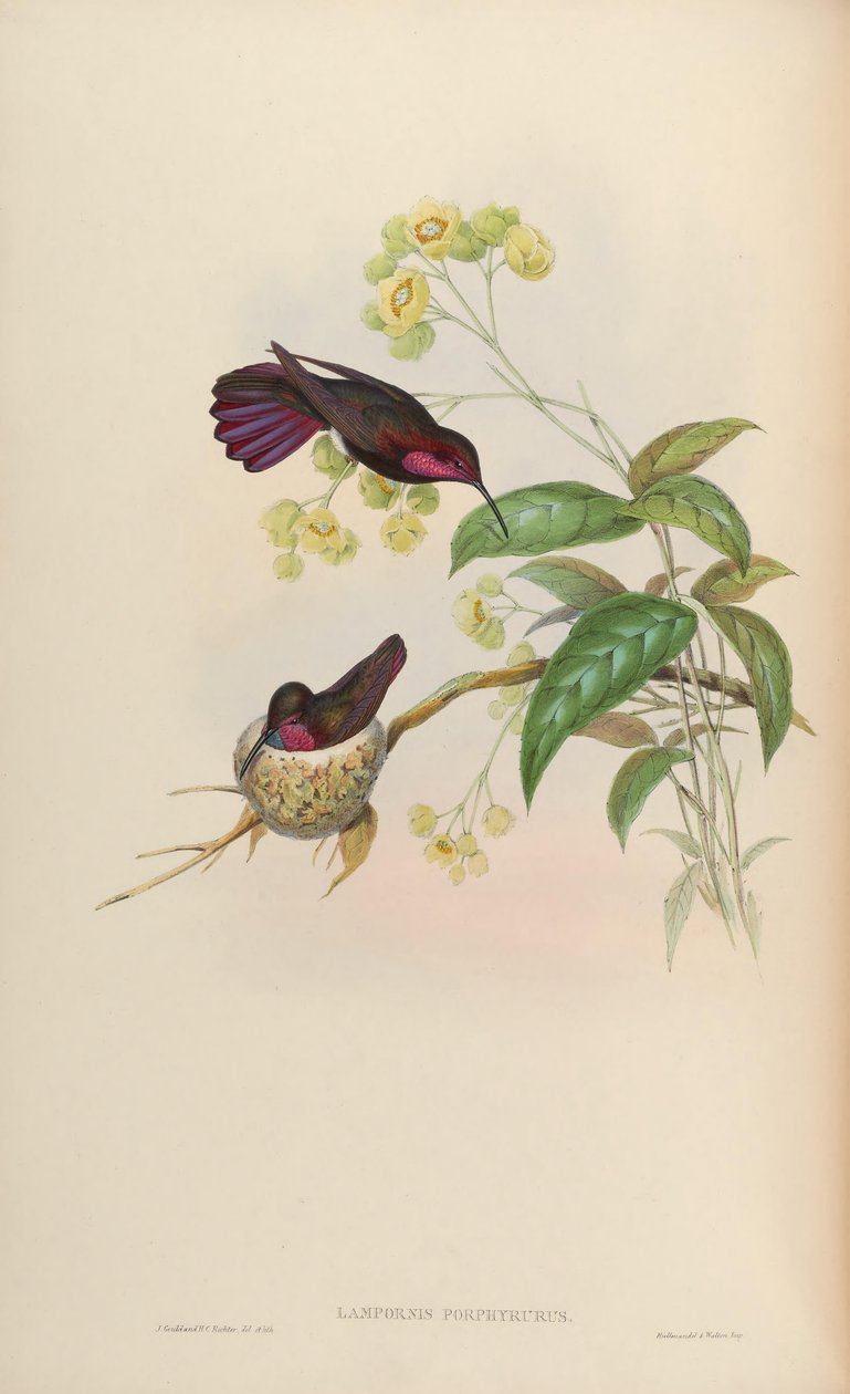 Lampornis porphyrurus = Anthracothorax -mango tekijältä John Gould