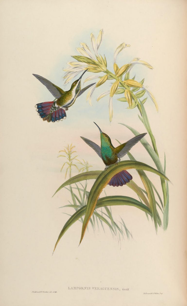 Lampornis veraguensis = Anthracothorax veraguensis tekijältä John Gould
