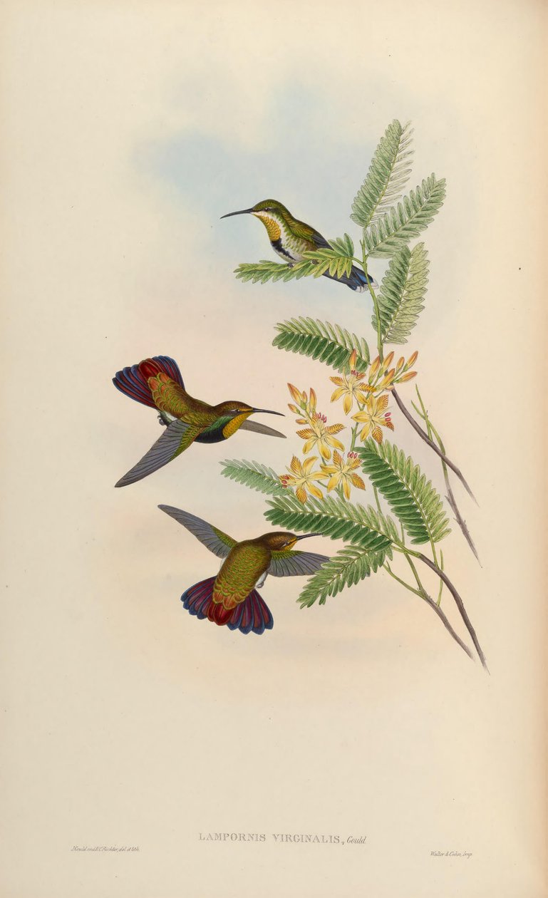 Lampornis virginalis = Anthracothorax dominicus aurulentus tekijältä John Gould
