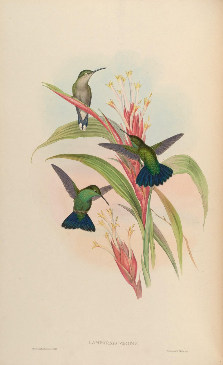 Lampornis viridis = Anthracothorax viridis tekijältä John Gould
