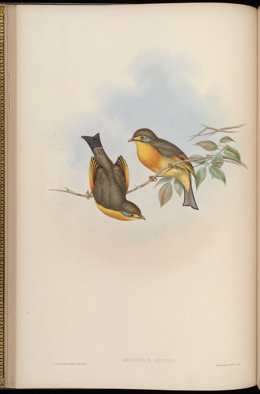 Leiothrix lutea tekijältä John Gould