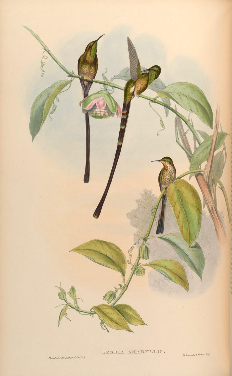 Lesbia amaryllis = Lesbia victoriae amaryllis tekijältä John Gould